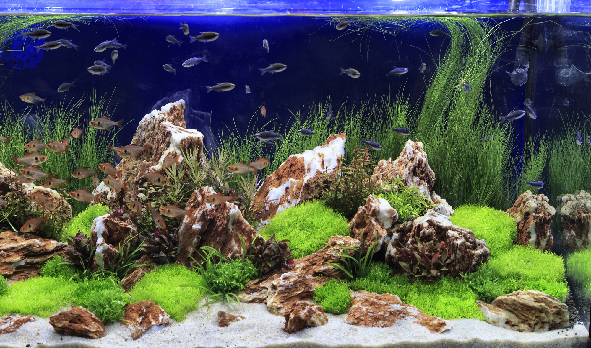 How To Chean A Fish Tank 100 Today Step By Step Guide