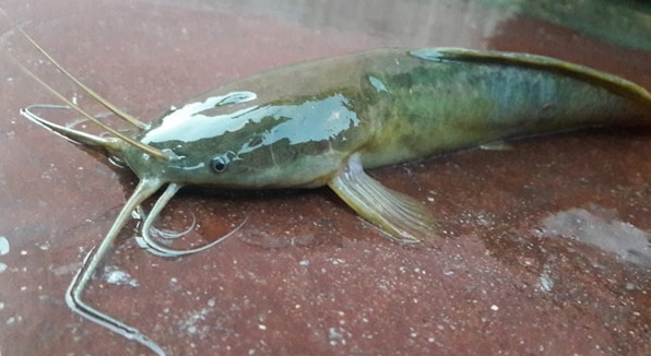 Catfish Commercial farming