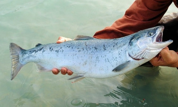 Salmon farming